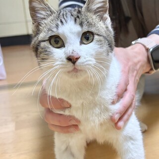 推定5ヶ月のキジ白の男のコです