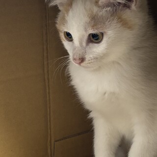 利発な貴公子、白茶ハチワレるい君