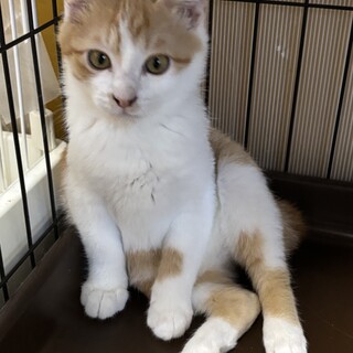 天真爛漫、食いしん坊の茶白れん君