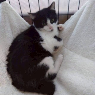 あごヒゲがチャ－ムポイント利発なららちゃん