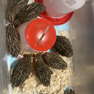 生後2ヶ月の鶉の里親募集