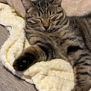 【小豆島の保護猫】抱っこが大好きキジトラくん♂