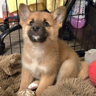 募集一時停止中です2.5ヶ月弱女の子①