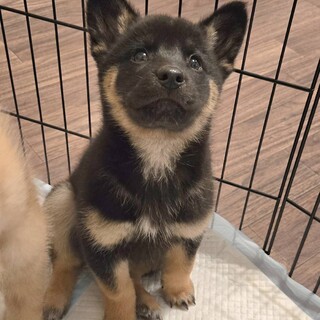 推定2.5ヶ月弱男の子