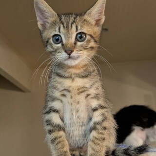 7兄妹のてれすけくん⭐︎