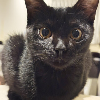 のんびり可愛い♀サラ4ヶ月半※初