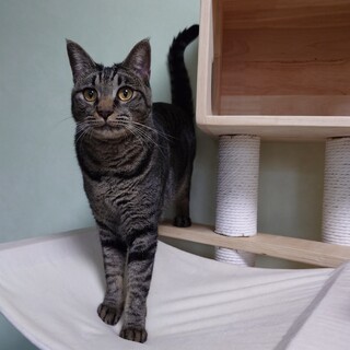 落ち着いたキジトラお姉さん