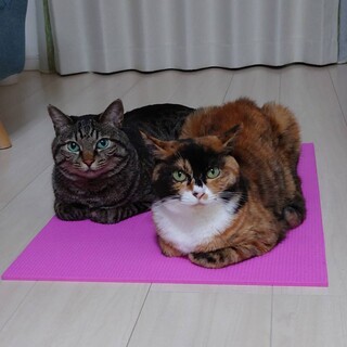 【２匹一緒】お膝大好き甘えん坊＆好奇心旺盛な兄妹