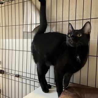 【小豆島の保護猫】甘えん坊のななちゃん♀