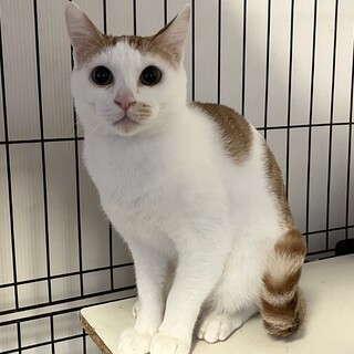 【小豆島の保護猫】元気な白茶柄の男の子