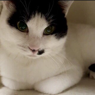 ふくら雀のような幸運のハチワレ猫女の子6ヶ月