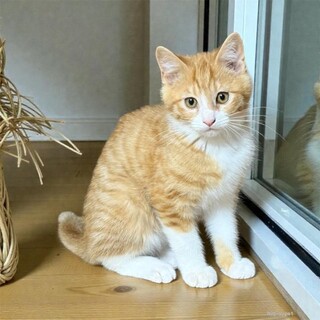 ハチワレ兄弟！茶白のハチワレ『さつま君』3カ月