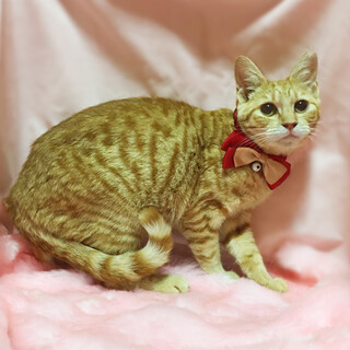 譲渡会参加のため募集終了