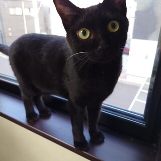 甘えん坊の黒猫くん