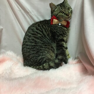 譲渡会参加のため募集終了