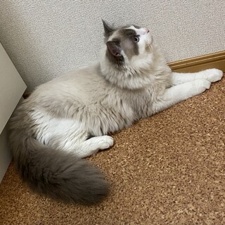 ラグドール オス 5歳