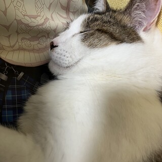 人懐っこい10歳のキジ白くんです。