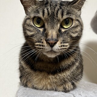 キリッとしたお顔の6歳キジ猫くん