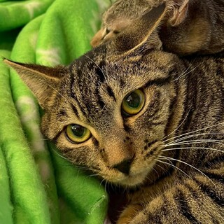 甘えん坊で控えめなアイナちゃん