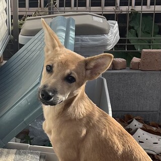 天真爛漫で陽キャな生後5ヶ月の男の子