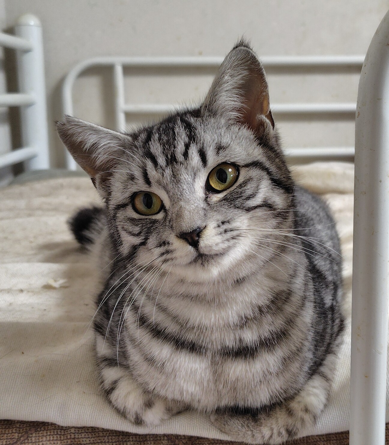 パステルグレートラの穏や」茨城県 - 猫の里親募集(534130