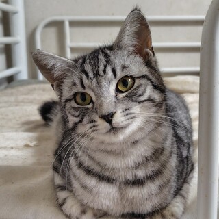 パステルグレートラの穏やかな男の子