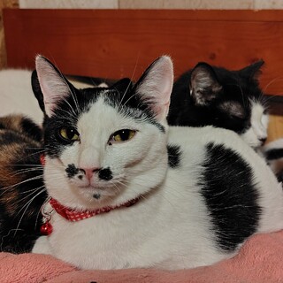 静かでお行儀の良い女の子