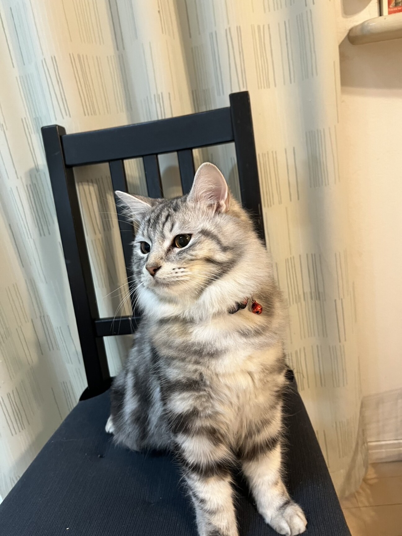 1/18ドン・キホーテ譲渡会参加ミックス子猫 サムネイル1