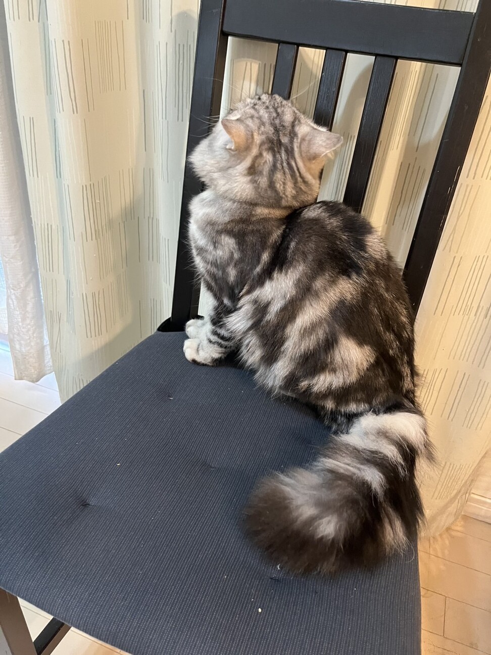 1/18ドン・キホーテ譲渡会参加ミックス子猫 サムネイル2