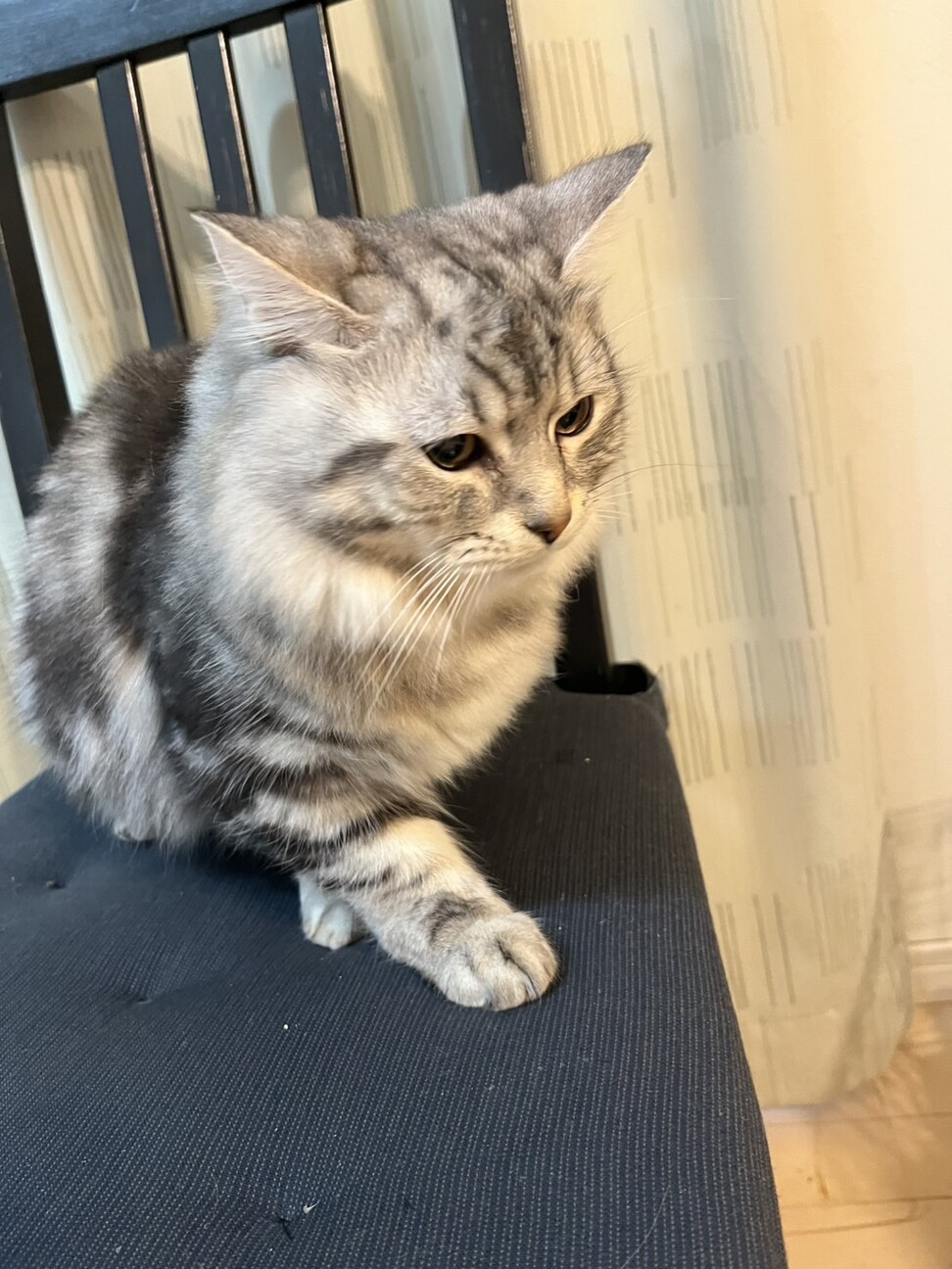 1/18ドン・キホーテ譲渡会参加ミックス子猫 サムネイル3