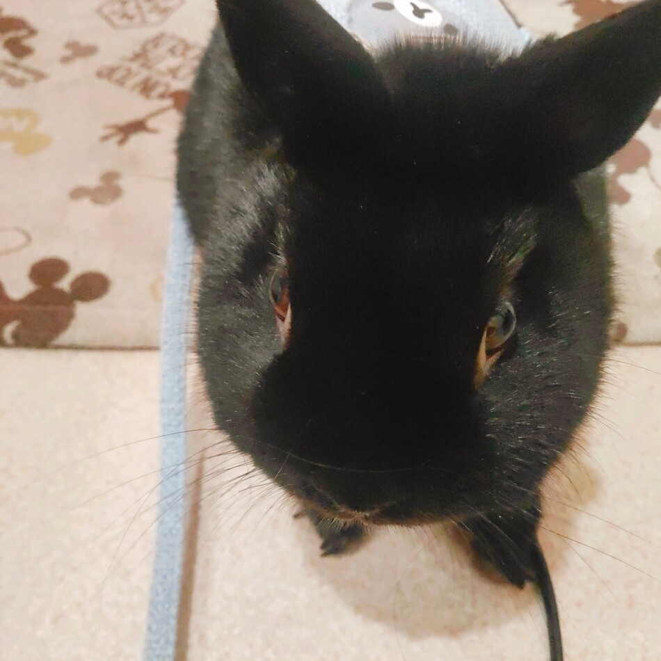 わらびのカバー写真