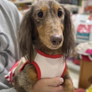 ミニチュアダックス ♀凪希（なぎ）☆推定８歳