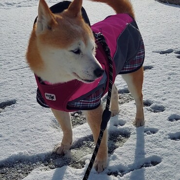 ちょっぴり積もったよ( ´ー')