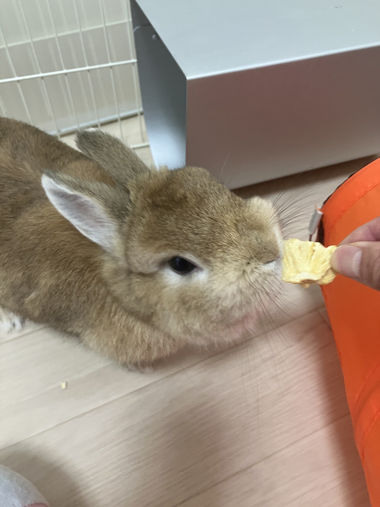 ネザーランド女の子3歳。」福岡県 - 小動物の里親募集(534138
