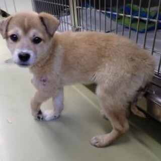 可愛い野犬の男の子【みやび】くん