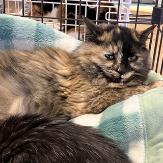 毛が柔らかい長毛のサビ猫なでしこちゃん。