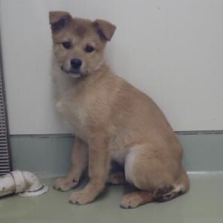 人馴れ訓練中♡野犬の仔犬【ともえ】ちゃん