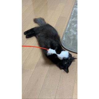 長毛黒猫の男の子やまと君