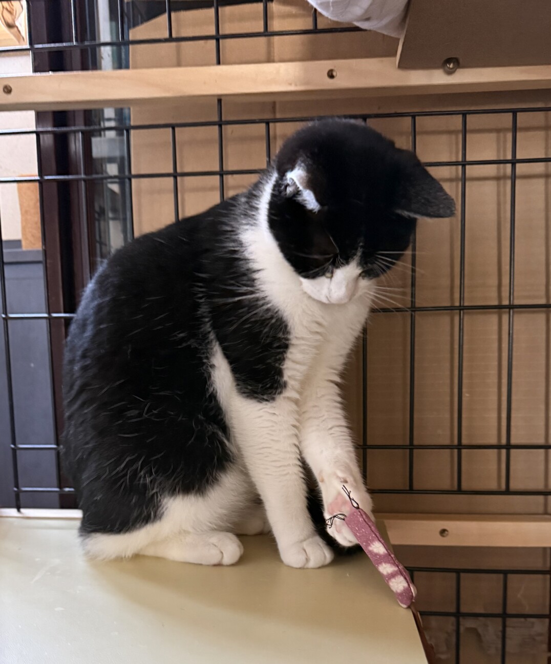 春生まれのハチワレ、Leo君 サムネイル6