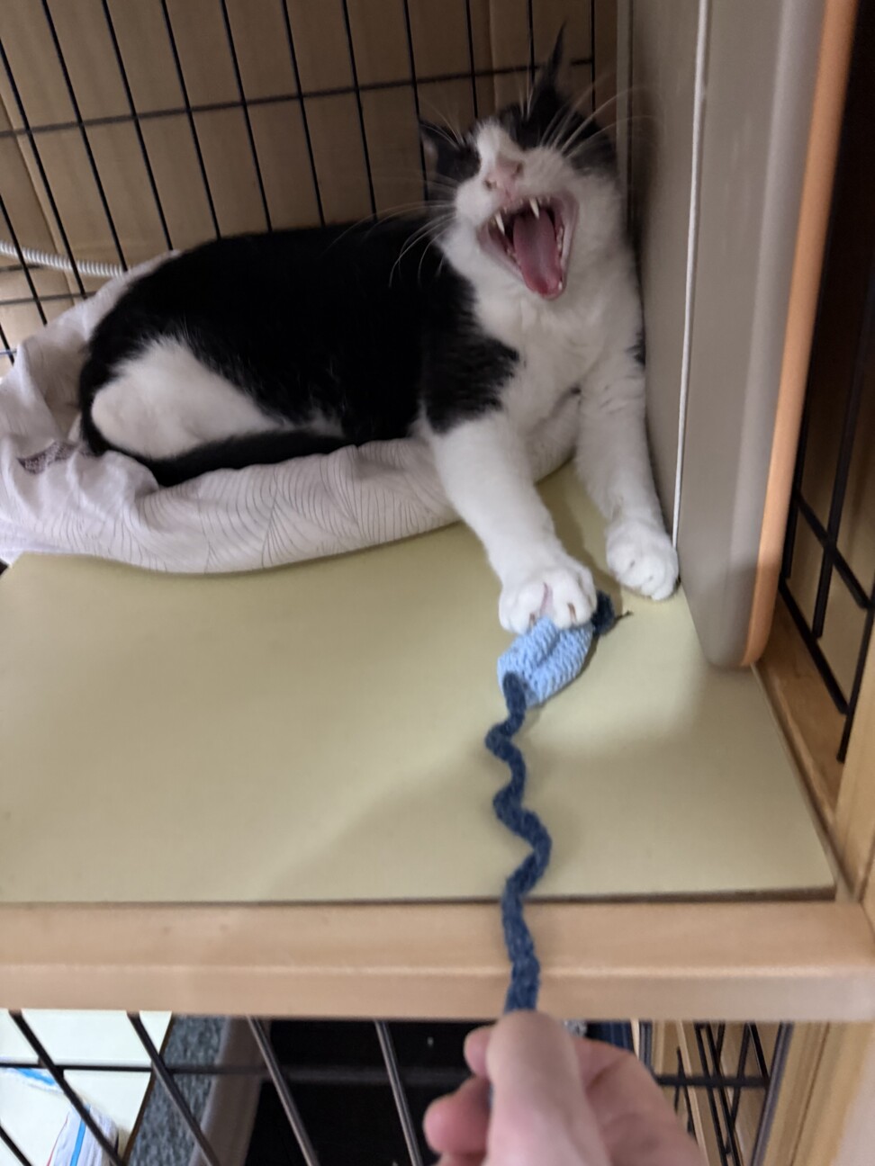 春生まれのハチワレ、Leo君 サムネイル4