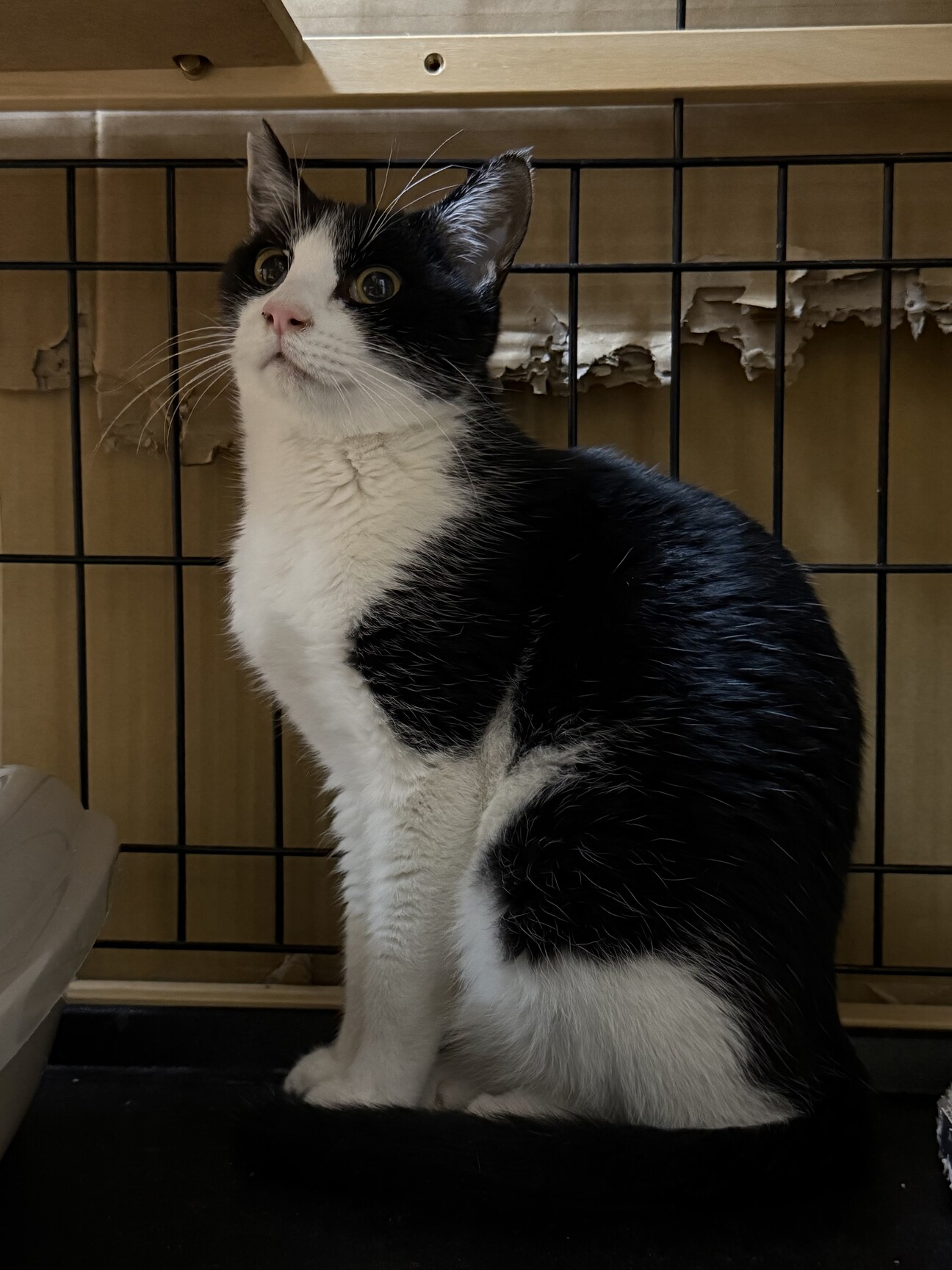 春生まれのハチワレ、Leo君 サムネイル1