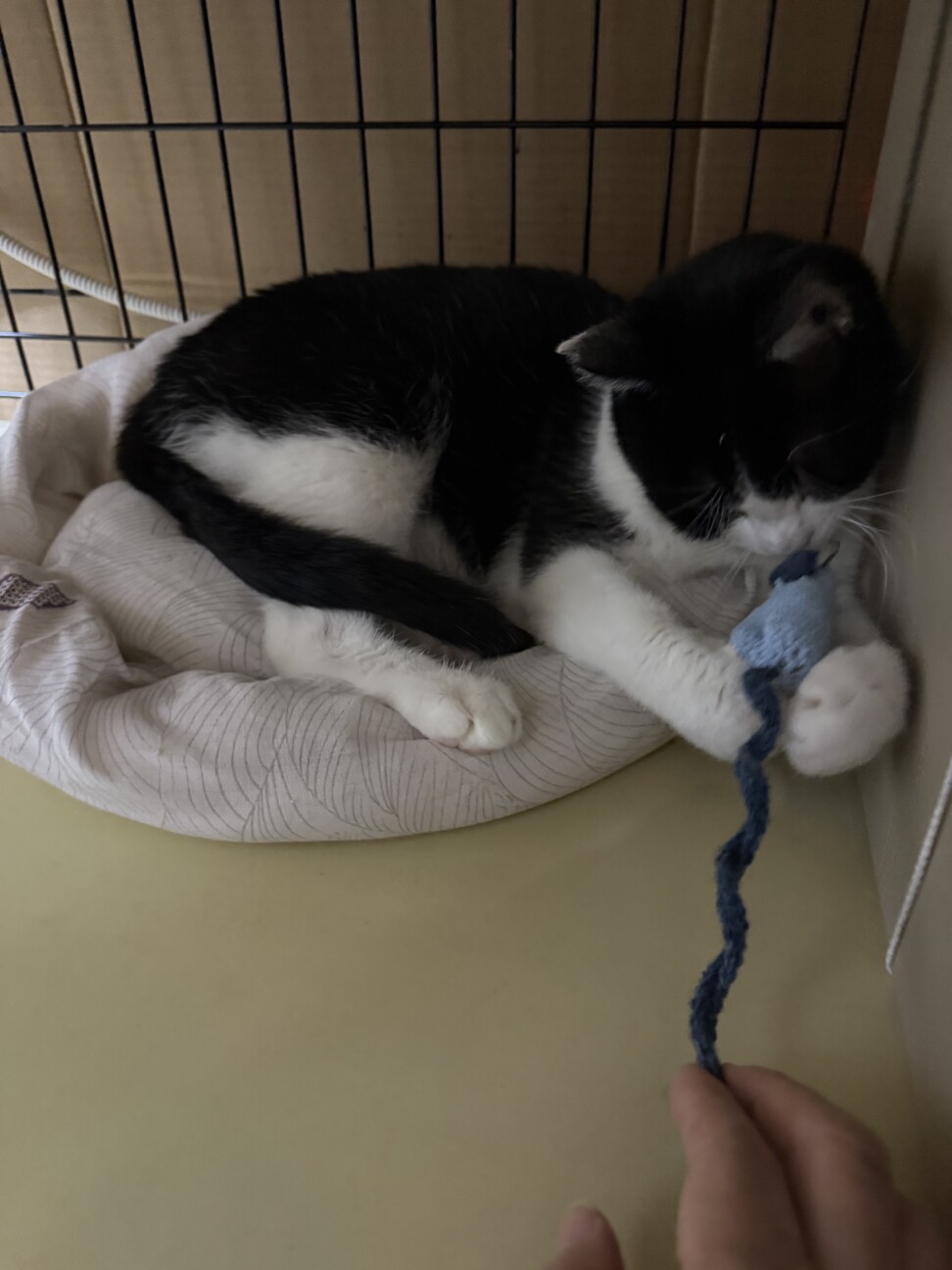 春生まれのハチワレ、Leo君 サムネイル3