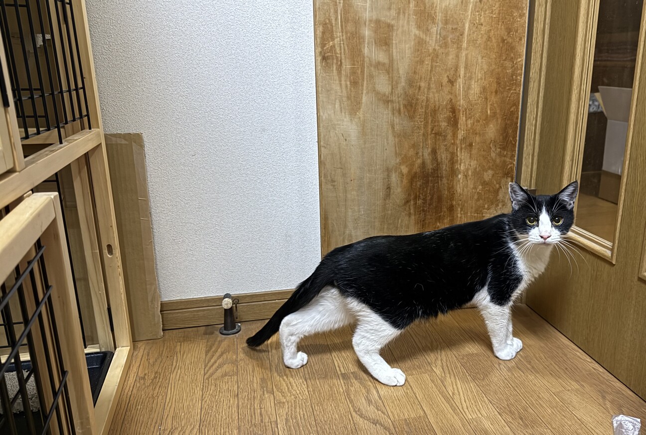 春生まれのハチワレ、Leo君 サムネイル5