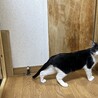 春生まれのハチワレ、Leo君 サムネイル5