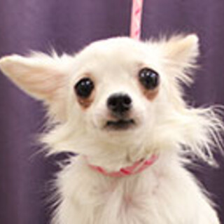 チワワの女の子です