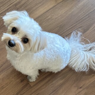 マルプー　甘えん坊　食いしん坊