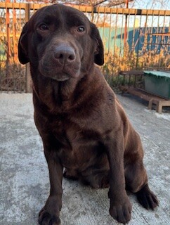 新しい家族を募集します！ サムネイル2