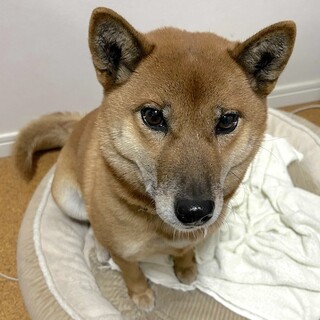 お散歩大好き、元気な甘えん坊さくらもちこ