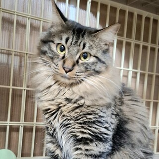 臆病な長毛★ルノ★