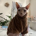スフィンクス　男の子　2匹同時